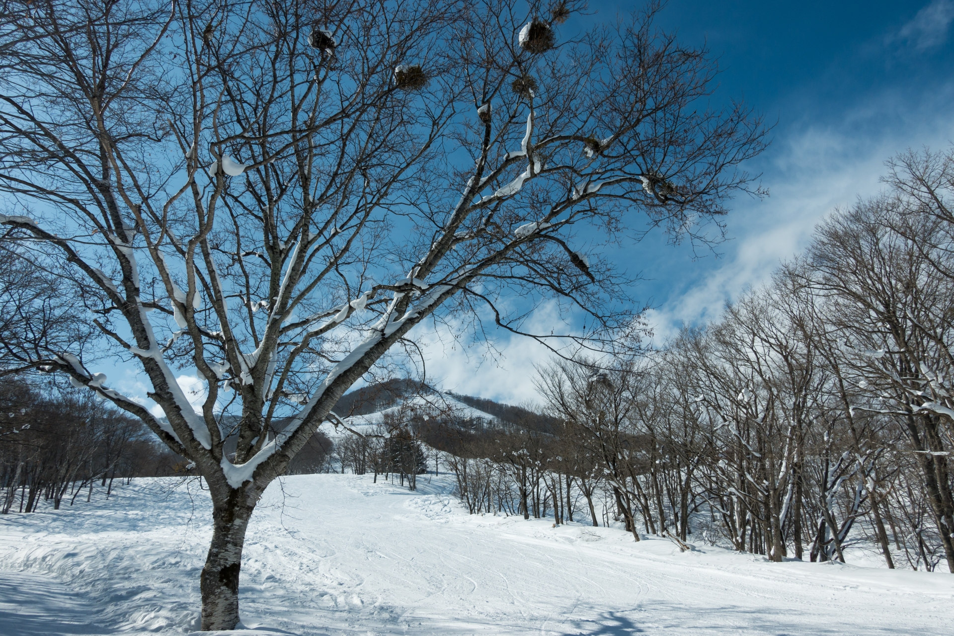 Madarao Kogen Ski Resort — photo 2